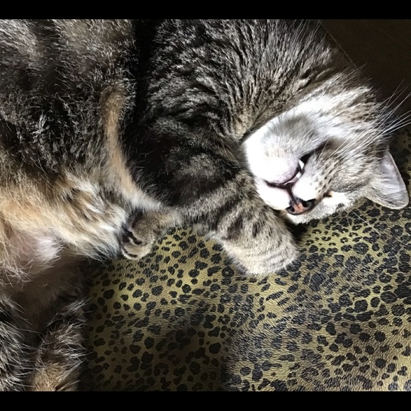 Meet your Posher, Amy - Picture 4 of 11